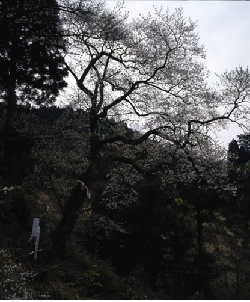 薄墨桜（上河内町）