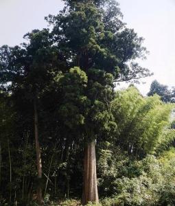 刀那神社の大杉