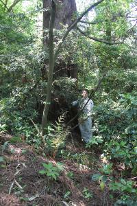 白山神社の社叢