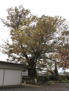 満願寺の欅