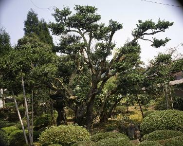 斎藤実十郎家のひいらぎ