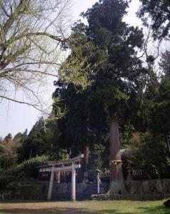 白山神社の大杉