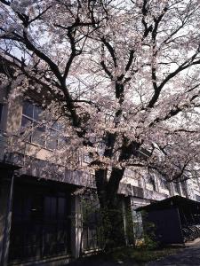 三六の桜