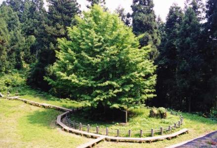 三峯の大いちょう1