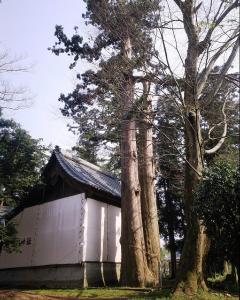 日吉神社の相生の大杉 