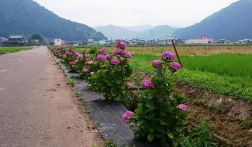 （7）北中山公民館南農道