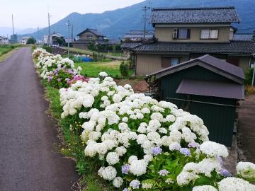 （1）松成鞍谷川左岸