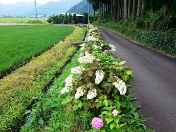 （6）中戸口農道