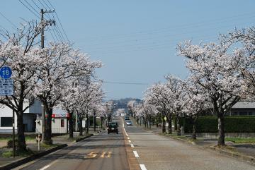 元三大師通り桜並木.