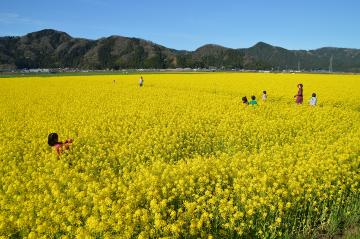 さばえ菜花。