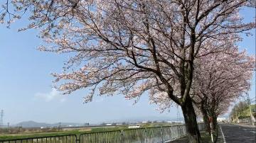 青葉町桜並木。