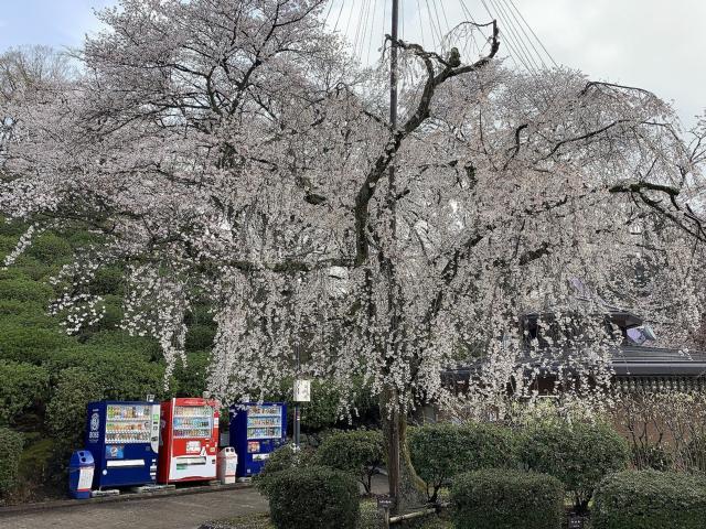 撮影日　3月27日　八角トイレ前付近