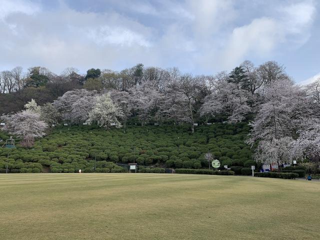 撮影日　3月28日　お祭り広場付近