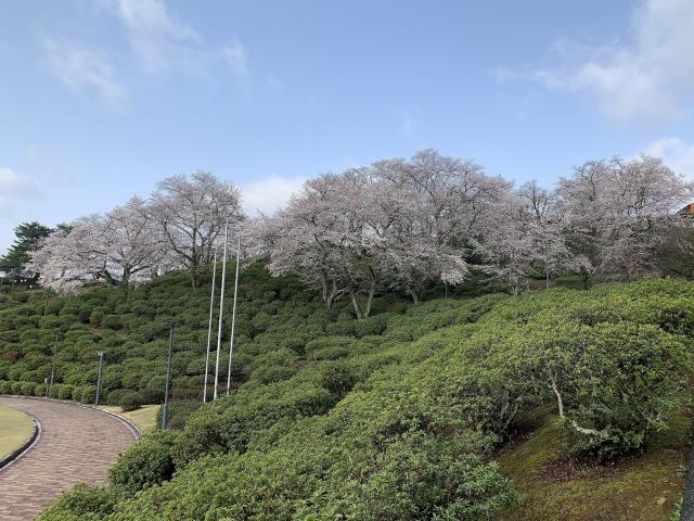 撮影日　3月28日　お祭り広場付近