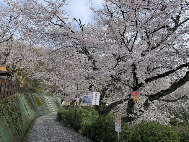 撮影日　3月28日　西山動物園付近