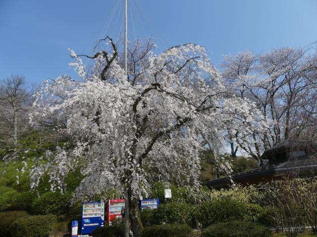 撮影日　3月27日　八角トイレ前付近