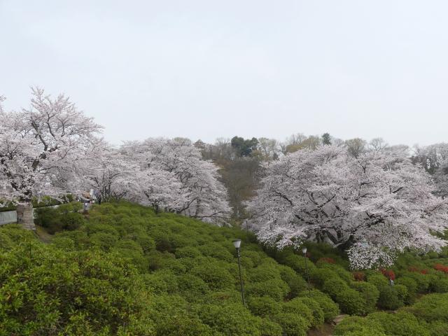 撮影日　3月28日　