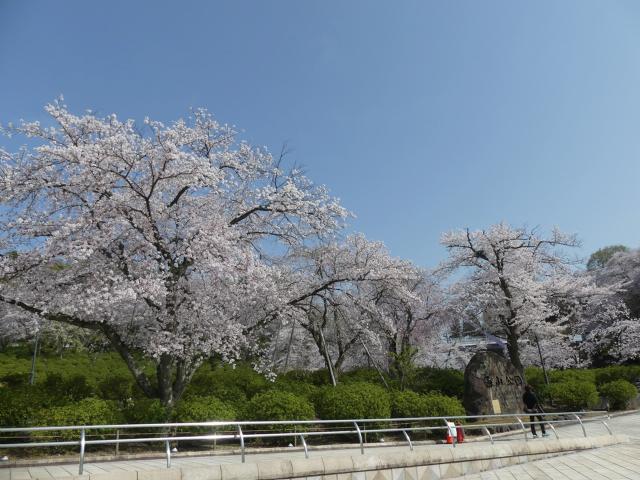 撮影日　3月28日　エントランス広場付近