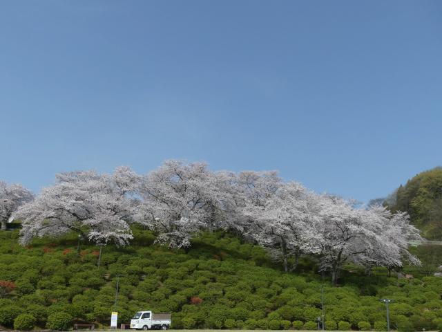 撮影日　3月28日　お祭り広場付近