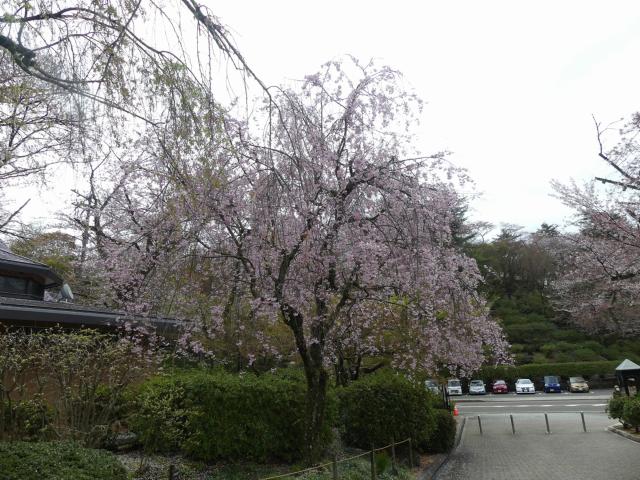 撮影日　3月30日　八角トイレ前付近