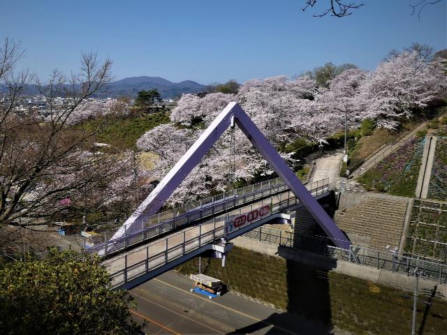 撮影　4月9日　西山橋付近