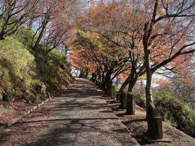 撮影日　11月29日