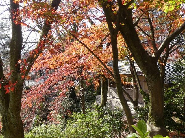 撮影日　11月29日