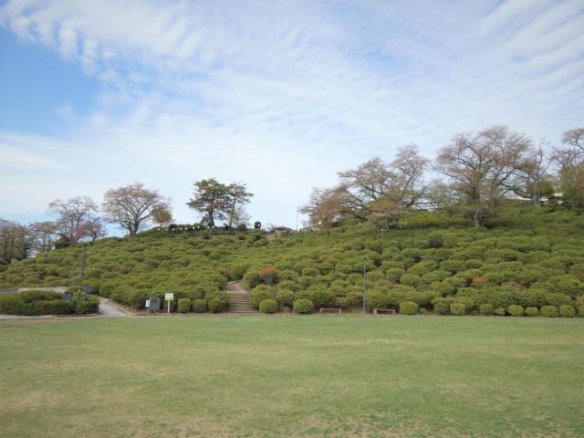 西山公園ヒラドツツジ