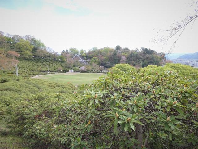 西山公園ヒラドツツジ