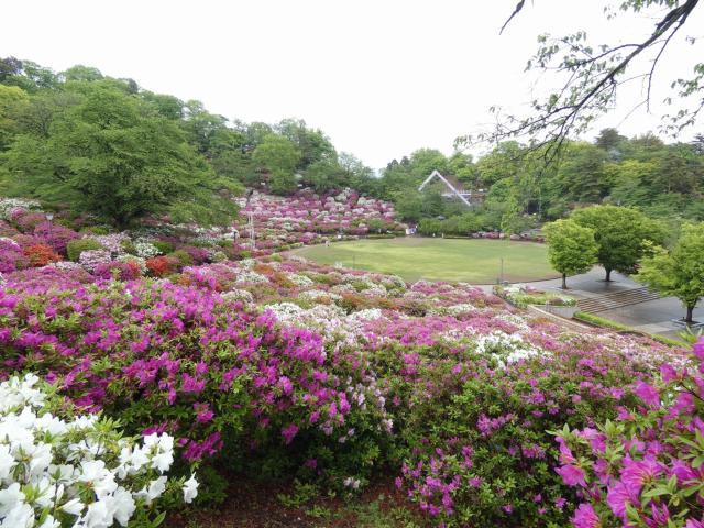 西山公園ヒラドツツジ