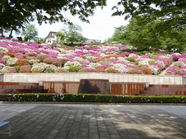 西山公園ヒラドツツジ