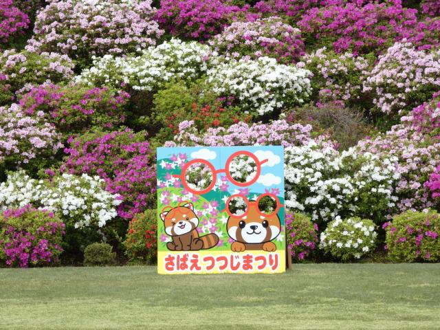 西山公園ヒラドツツジ