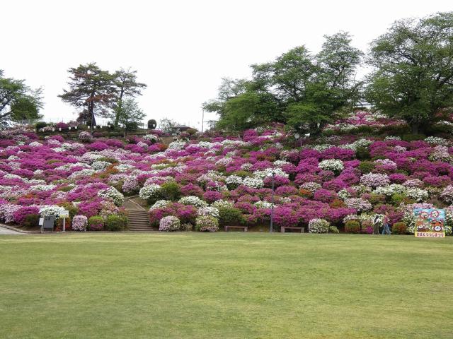 西山公園ヒラドツツジ
