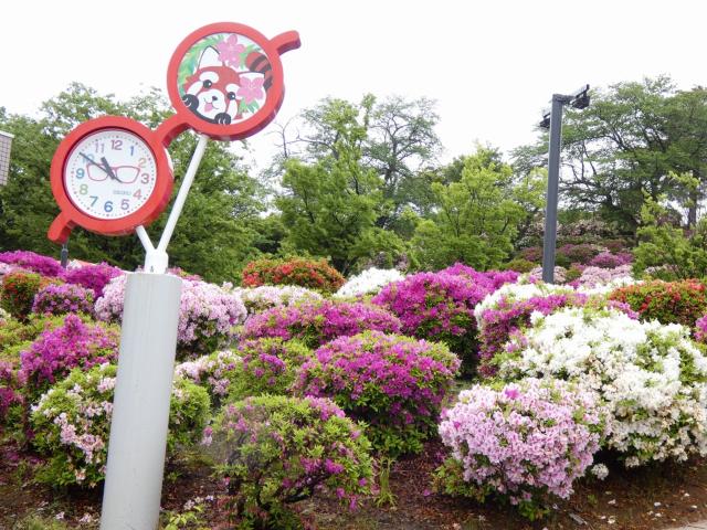 西山公園ヒラドツツジ
