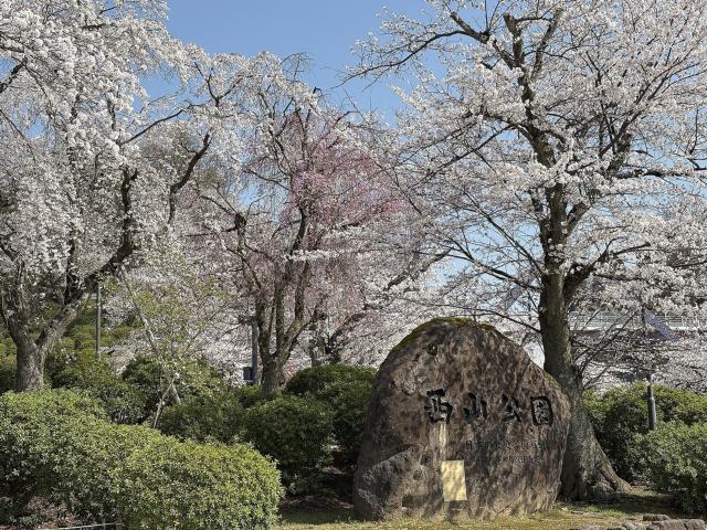 西山公園ソメイヨシノ