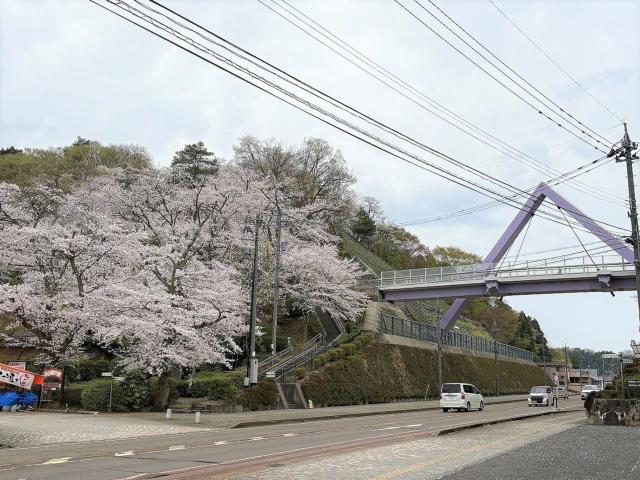 西山公園ソメイヨシノ