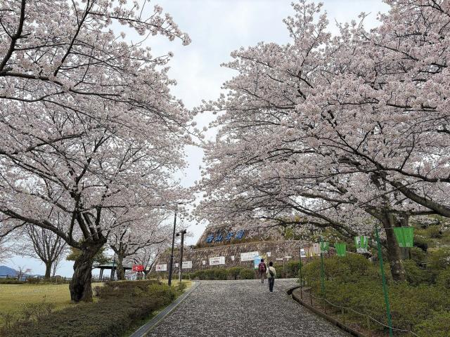 西山公園ソメイヨシノ