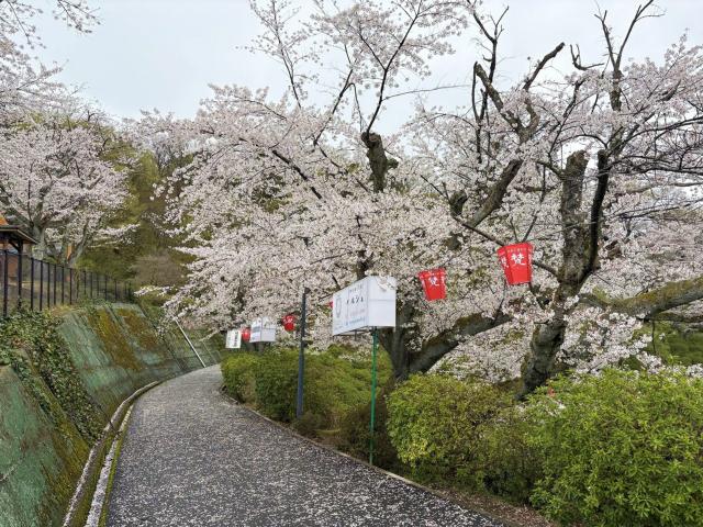西山公園ソメイヨシノ