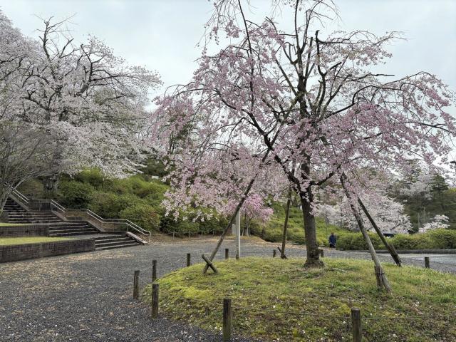 西山公園 シダレザクラ