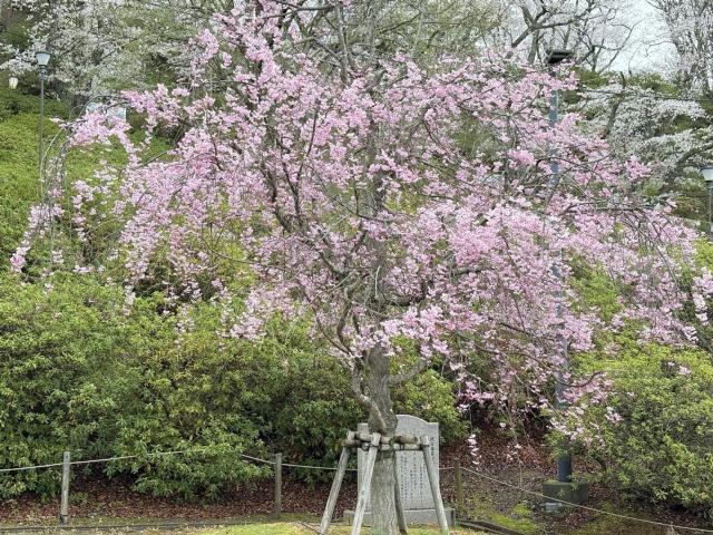 西山公園 シダレザクラ