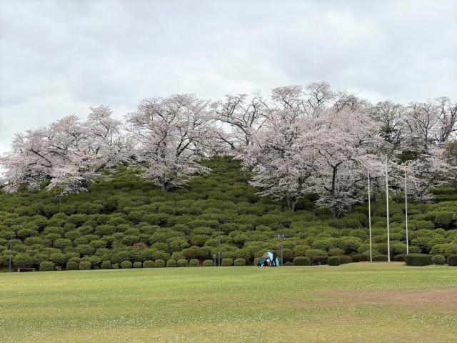 西山公園ソメイヨシノ