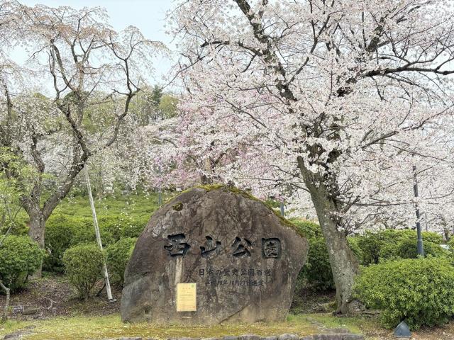 西山公園ソメイヨシノ