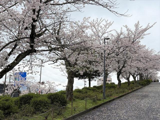 西山公園ソメイヨシノ