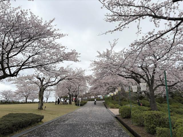 西山公園ソメイヨシノ