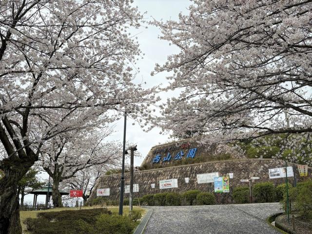 西山公園ソメイヨシノ