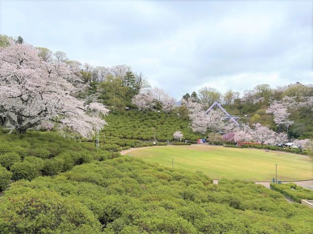 西山公園ソメイヨシノ