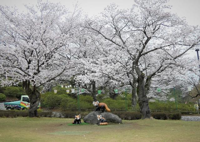 西山公園ソメイヨシノ