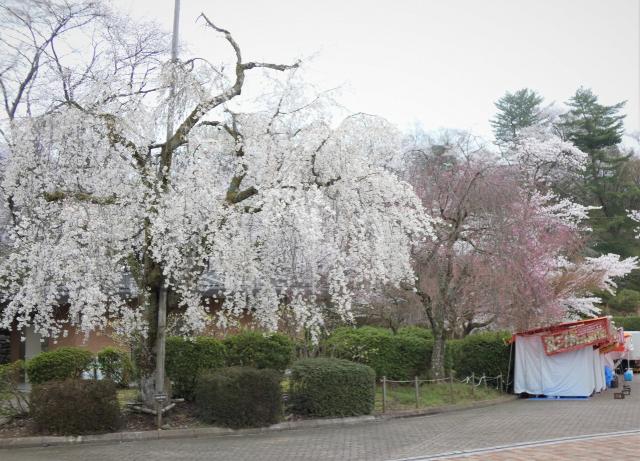 西山公園シダレザクラ
