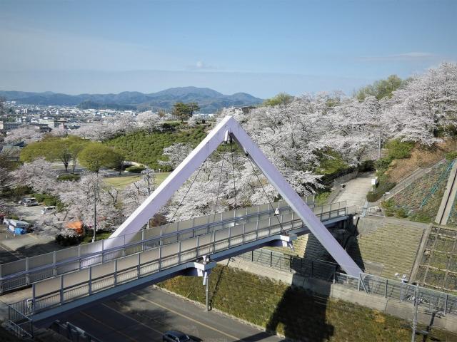 西山公園ソメイヨシノ