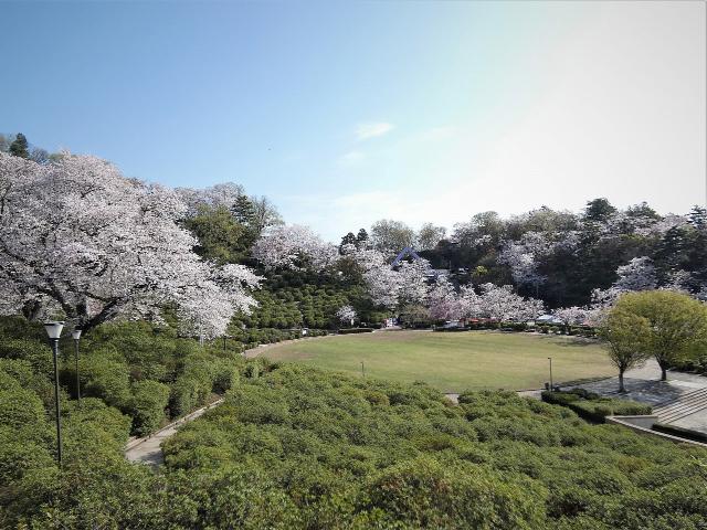 西山公園ソメイヨシノ